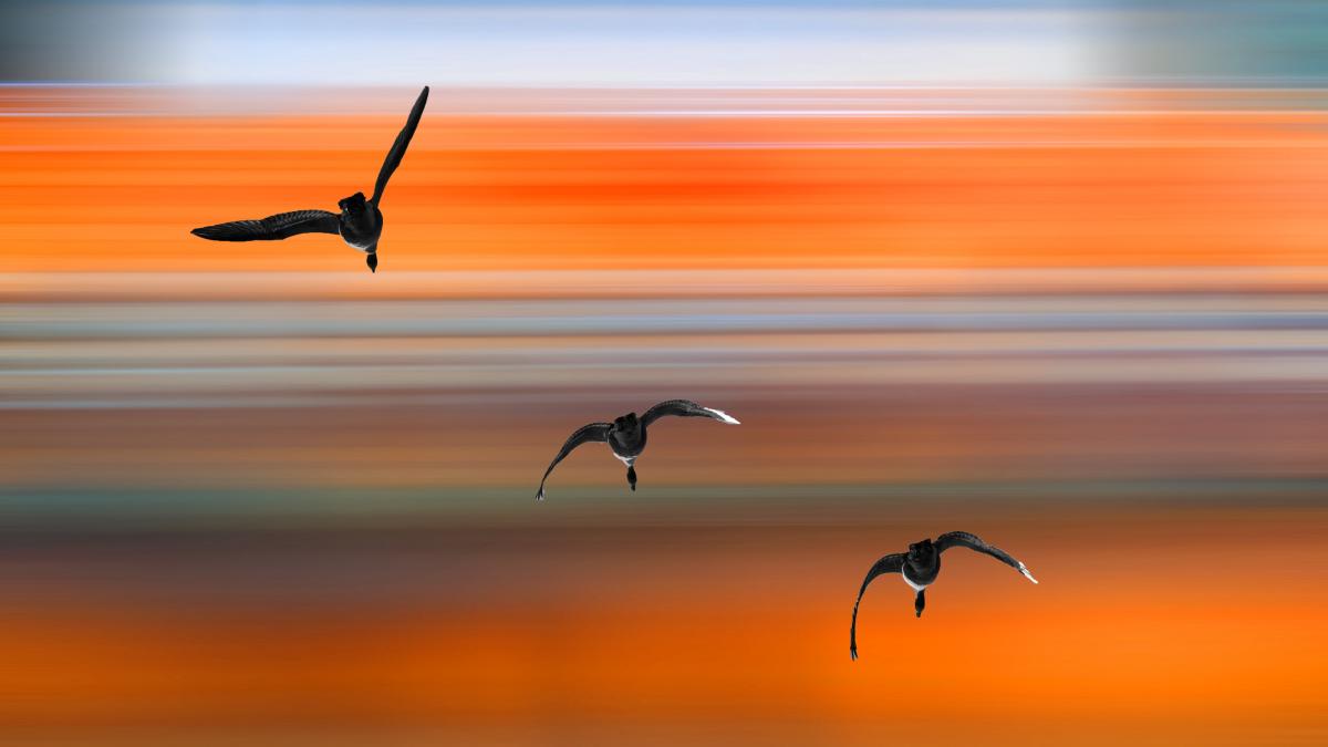 Migrating birds against a striped background