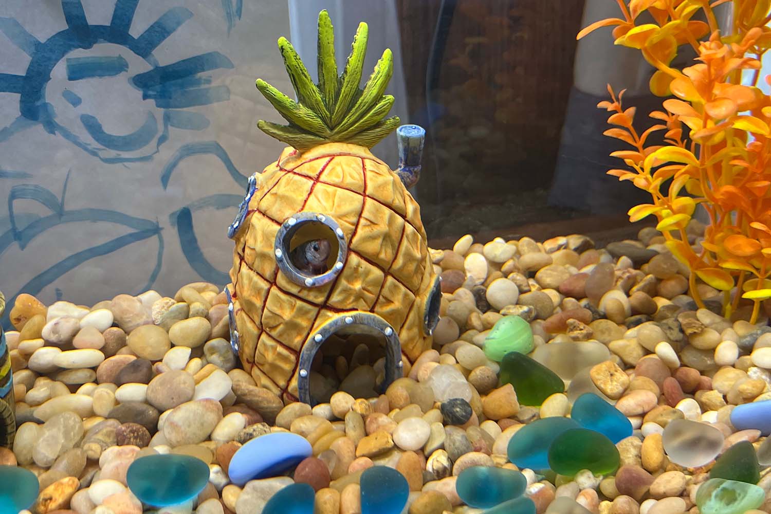 A fish peeking out the window of a whimsical pineapple submarine in a fish tank filled with colorful rocks and seashells.