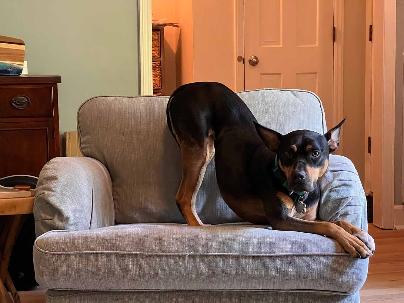 A dog stretches out on a plush grey sofa.