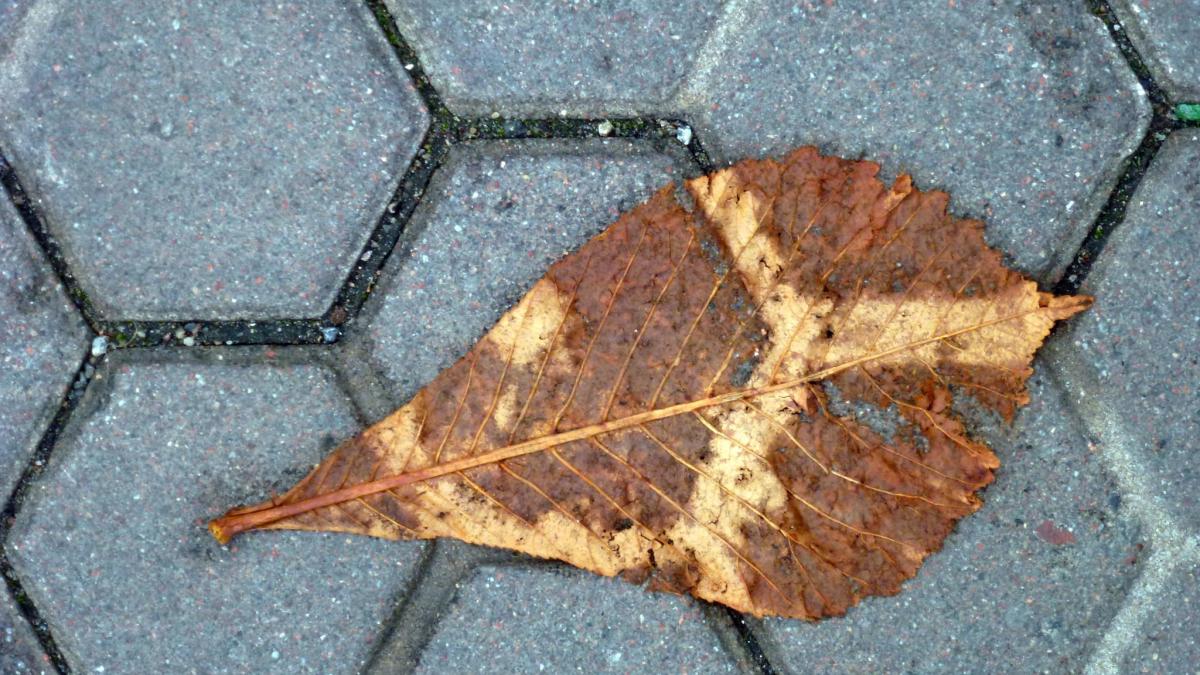 Photo of a leaf on a walkway with hexagonal-shaped stones.
