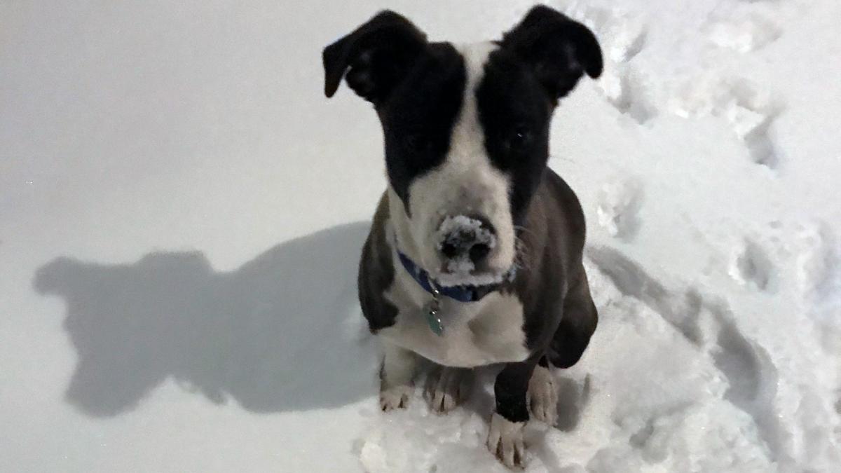 Photo of a dog sitting in the snow
