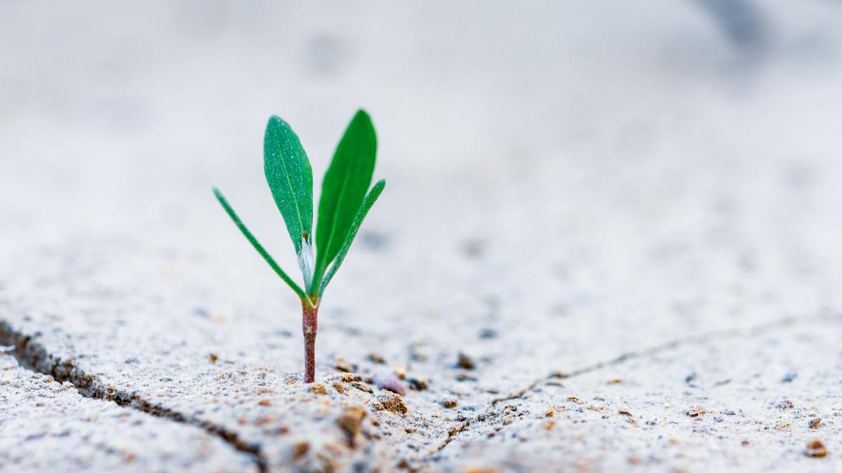 Photo of a small green plant sprouting from a crack in hard soil