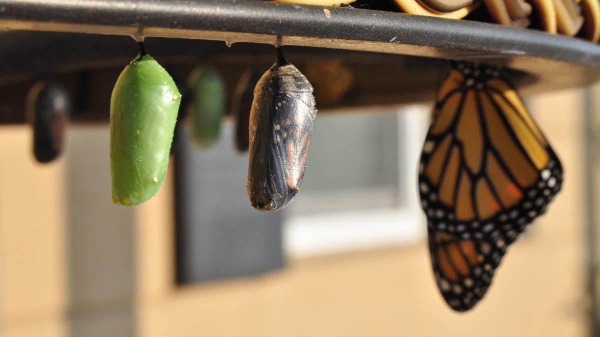 Photo of a new green chrysalis coloration, one that’s about ready to emerge, and a butterfly that’s already come out.