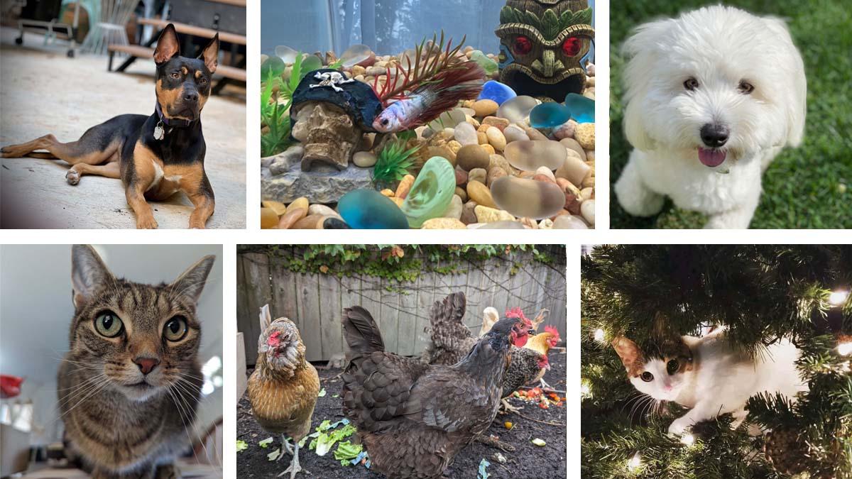 A collage of pictures of dogs, cats, chickens, fish, and a Christmas tree.
