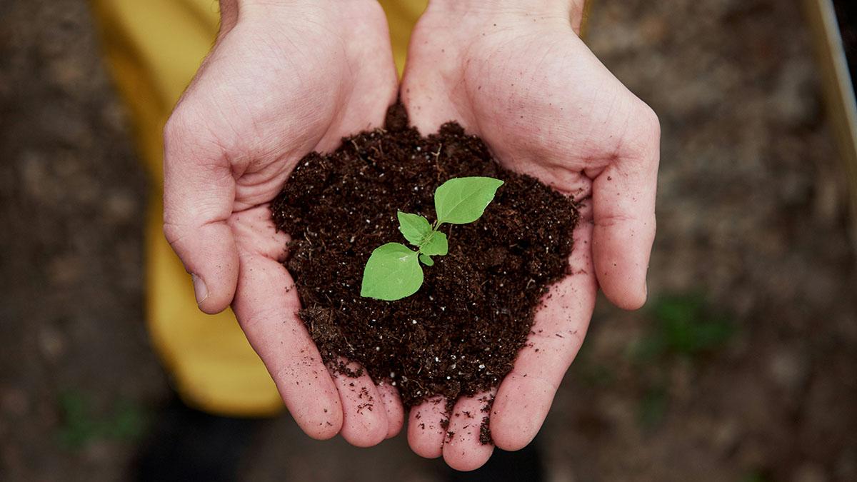 A close-up, top-down view of two cupped hands holding a mound of dark, rich soil with a small, vibrant green seedling growing in the center. The background is softly blurred, showing a hint of yellow clothing and earthy ground.