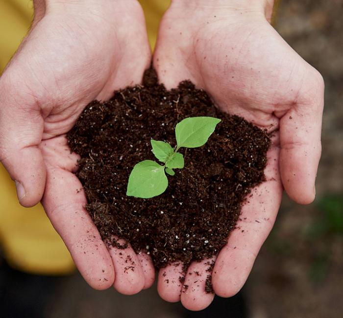 A close-up, top-down view of two cupped hands holding a mound of dark, rich soil with a small, vibrant green seedling growing in the center. The background is softly blurred, showing a hint of yellow clothing and earthy ground.