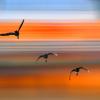 Migrating birds against a striped background