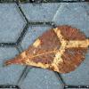 Photo of a leaf on a walkway with hexagonal-shaped stones.
