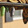Photo of a new green chrysalis coloration, one that’s about ready to emerge, and a butterfly that’s already come out.